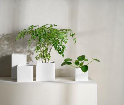 Quadro classic Uebertoepfe